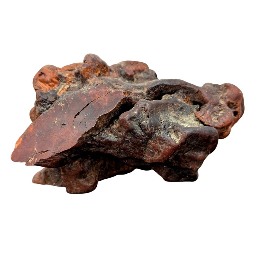 Beautiful Unique Piece of Petrified Wood MCM fossil mineral specimen healing